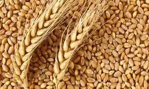 Rabi 2024 clocks 1,132 LMT wheat production, ample availability in country: Centre