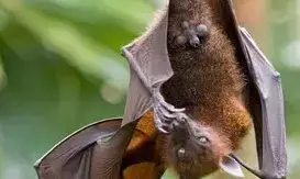 New bat coronavirus with human transmission potential discovered in China