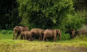 Priyanka Gandhi flags increasing wild animal attacks in Wayanad