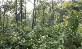 Forest funds misappropriated for non-essential purchases in Uttarakhand, finds CAG