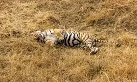 MP: Another tiger found dead in Umaria forest area
