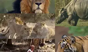 PM Modi calls for wildlife conservation, lauds Indias rich biodiversity