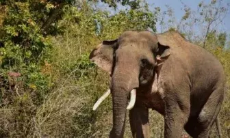 Elderly tribal couple trampled to death by wild elephant in Keralas Kannur
