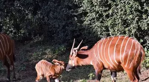 17 rare mountain bongos repatriated to Kenya 17 rare mountain bongos repatriated to Kenya