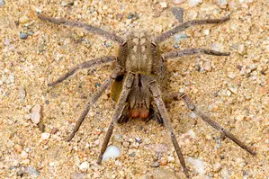 Australians asked to collect, donate dangerous spiders for antivenom programme Australians asked to collect, donate dangerous spiders for antivenom programme