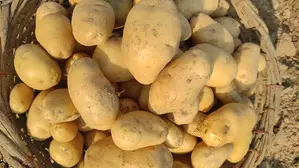 MSP for potatoes in West Bengal fixed at Rs 900 a quintal MSP for potatoes in West Bengal fixed at Rs 900 a quintal