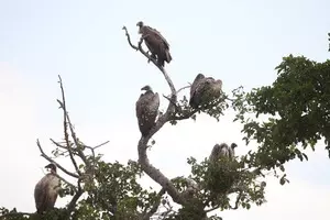 Vultures provide ecosystem services worth $1.8 billion annually in southern Africa: Report