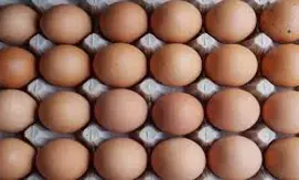 Egg prices soar to record levels in US as bird flu ravages laying flocks