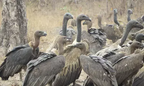 Vultures provide ecosystem services worth 1.8 billion USD annually in southern Africa