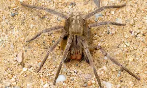 Australians asked to collect, donate dangerous spiders for antivenom programme