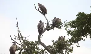 Vultures provide ecosystem services worth $1.8 billion annually in southern Africa: Report Vultures provide ecosystem services worth $1.8 billion annually in southern Africa: Report