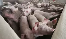 Laos warns of African swine fever outbreak