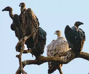 Two-day synchronised vulture census begins in southern states Two-day synchronised vulture census begins in southern states
