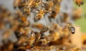 One died in bee attack in MPs Shahdol