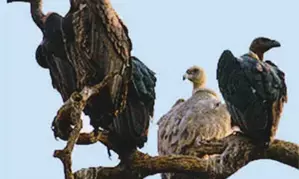 Two-day synchronised vulture census begins in southern states