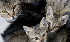 H5N1 in cats: Chhindwara on high alert, normalcy expected after March 4