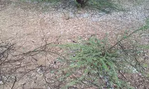 Heavy rains, hailstorm damage crops in parts of Rajasthan