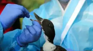 Bird flu confirmed in Bihars Jehanabad after crow deaths, authorities on high alert Bird flu confirmed in Bihars Jehanabad after crow deaths, authorities on high alert