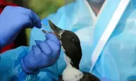 Bird flu confirmed in Bihars Jehanabad after crow deaths, authorities on high alert