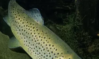 Himachal supplies rainbow trout ova to Uttarakhand, Sikkim, Arunachal