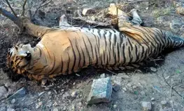 Another tiger found dead in MP, fourth death in a month
