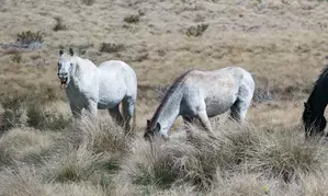 Australian state ends aerial shooting of wild horses Australian state ends aerial shooting of wild horses