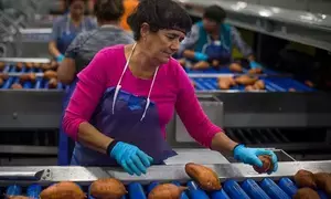 New Zealands higher meat export prices boost purchasing power on intl stage New Zealands higher meat export prices boost purchasing power on intl stage