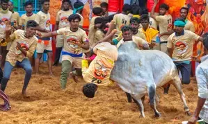 TN Minister Meyyanathan inaugurates Pudukkottai Jallikattu TN Minister Meyyanathan inaugurates Pudukkottai Jallikattu