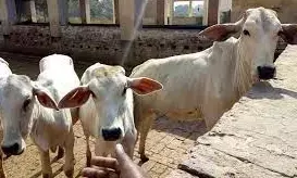 Cabinet approves scheme to prevent, control livestock diseases with Rs.3,880 cr outlay