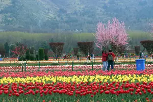Srinagar’s tulip garden likely to open by month end Srinagar’s tulip garden likely to open by month end