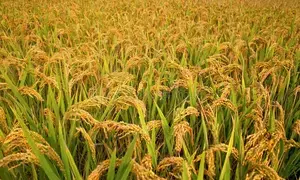 EOW uncovers massive fraud in MPs paddy procurement drive