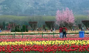 Srinagar’s tulip garden likely to open by month end