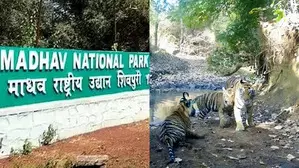 Always at forefront of protecting animals: PM Modi on opening of Indias 58th Tiger Reserve Always at forefront of protecting animals: PM Modi on opening of Indias 58th Tiger Reserve