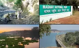 Amazing news! PM Modi tweets as MP earns another stripe for tiger conservation (Ld)