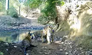 MP CM, Scindia to inaugurate Madhav National Park as 9th tiger reserve today