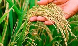 TN delta farmers urge govt to introduce new paddy varieties after Samba crop failure