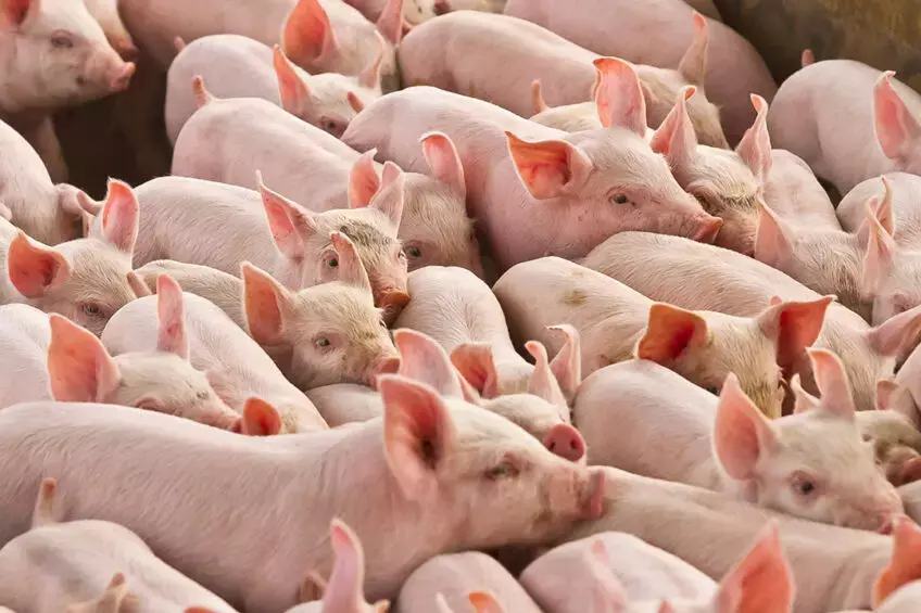 Bihar Launches Statewide Vaccination Drive to Prevent Classical Swine Fever