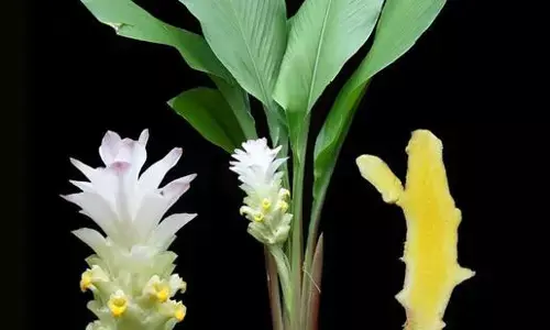 Bihar’s Heritage Trees: Preserving Nature’s Legacy for Future Generations