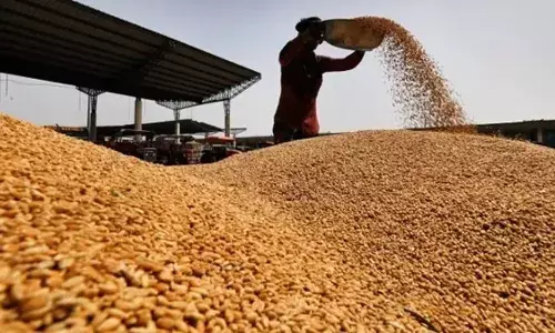 Bihar Begins Wheat Procurement, Aims for 2 Lakh Metric Tonnes by June 15