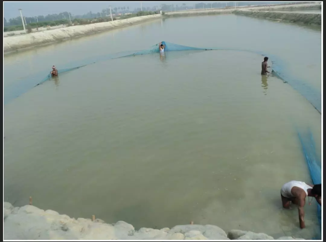 Bihar Fisheries Director Issues Crucial Guidance for Fish Farmers During Critical April Season Bihar Fisheries Director Issues Crucial Guidance for Fish Farmers During Critical April Season
