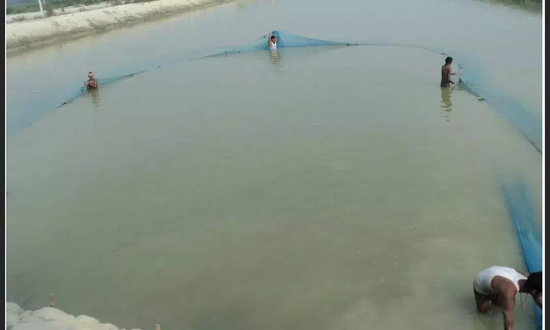 Bihar Fisheries Director Issues Crucial Guidance for Fish Farmers During Critical April Season Bihar Fisheries Director Issues Crucial Guidance for Fish Farmers During Critical April Season
