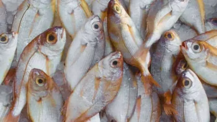 Fisheries Director Orders Immediate Completion of All Central and State Schemes in April Fisheries Director Orders Immediate Completion of All Central and State Schemes in April