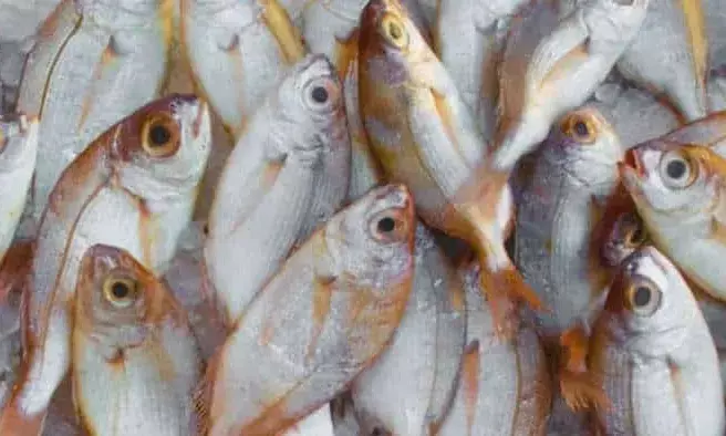 Fisheries Director Orders Immediate Completion of All Central and State Schemes in April Fisheries Director Orders Immediate Completion of All Central and State Schemes in April