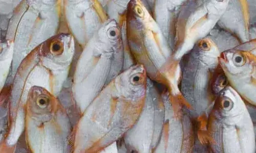 Fisheries Director Orders Immediate Completion of All Central and State Schemes in April