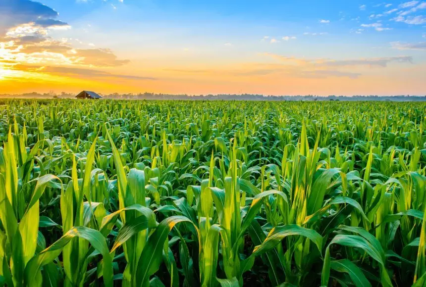 Bihar Cooperative Minister Launches ₹32.83 Crore Crop Assistance Payment to Over 40,000 Farmers Bihar Cooperative Minister Launches ₹32.83 Crore Crop Assistance Payment to Over 40,000 Farmers