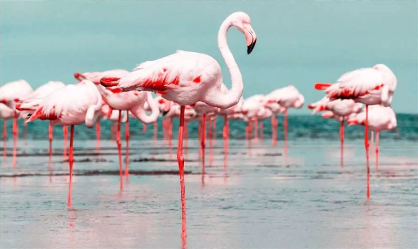 Asian Waterbird Census Coordinators Conclude Two-Day Conservation Meeting in Bihar Asian Waterbird Census Coordinators Conclude Two-Day Conservation Meeting in Bihar