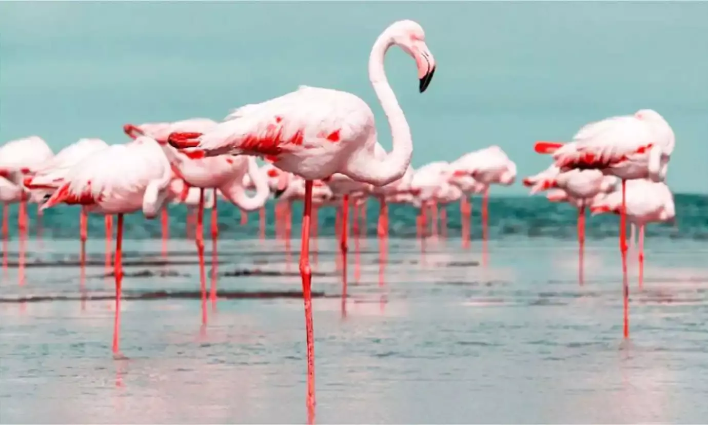 Asian Waterbird Census Coordinators Conclude Two-Day Conservation Meeting in Bihar