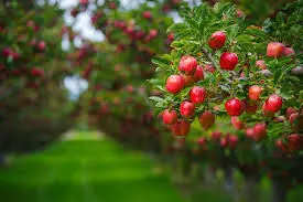 Himachal CM Urges PM Modi to Ban Apple Imports from Turkey Himachal CM Urges PM Modi to Ban Apple Imports from Turkey