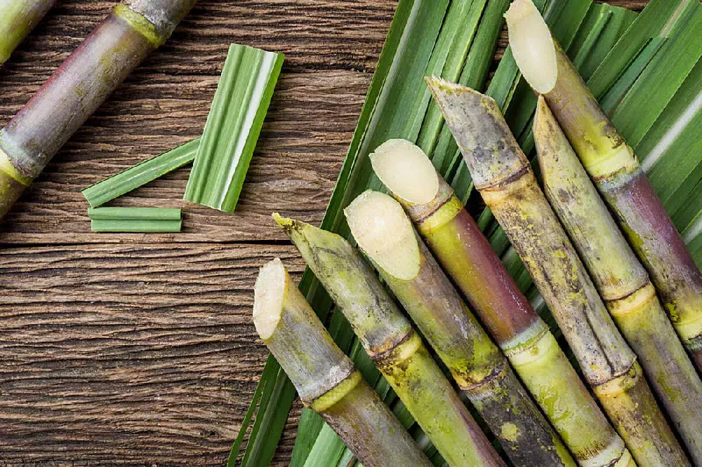 National Sugarcane Research Institute to be Established in Pusa, Bihar