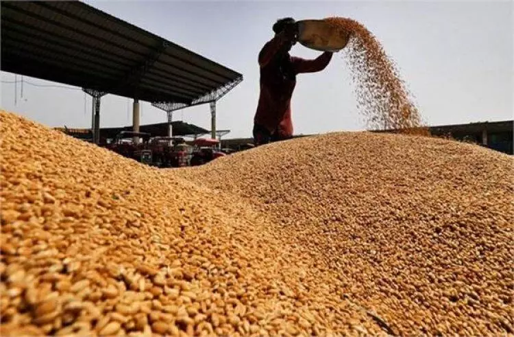 Bihar Government Procures Wheat at Rs 2,425/Quintal MSP with 48-Hour Payment Guarantee